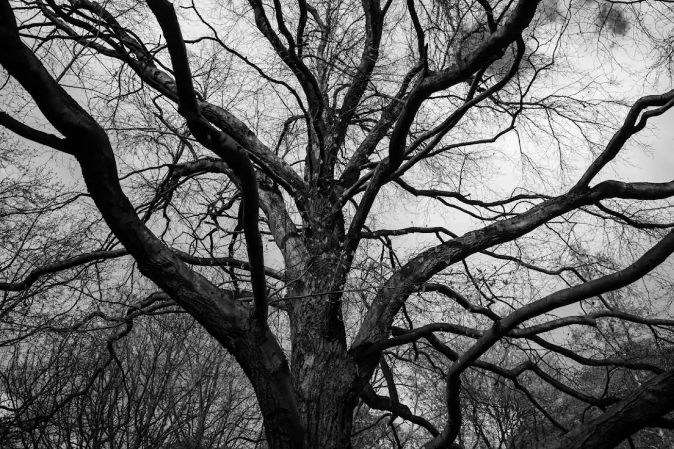 eliah-brown-tree.webp